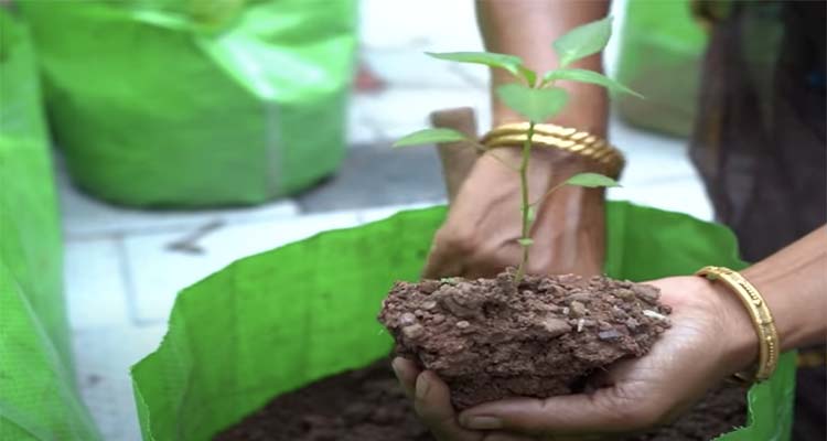 മുളക് തൈ നടൽ