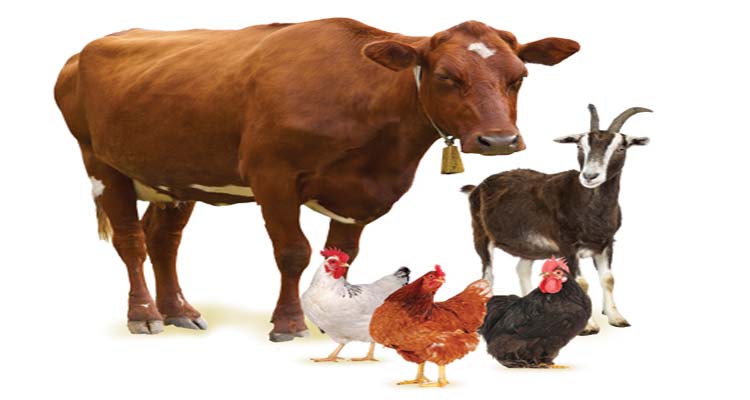 സംസ്ഥാന സർക്കാരിന്റെ “ജീവനോപാധി” പദ്ധതി