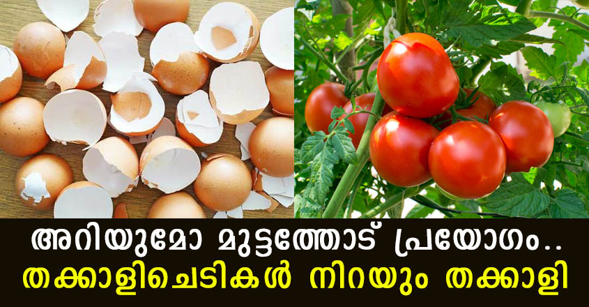 മുട്ടത്തോട് പ്രയോഗം.. തക്കാളിചെടികൾ നിറയും തക്കാളി