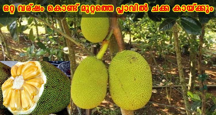 ഒറ്റ വര്ഷം കൊണ്ട് മുറ്റത്തെ പ്ലാവിൽ ചക്ക കായ്ക്കും