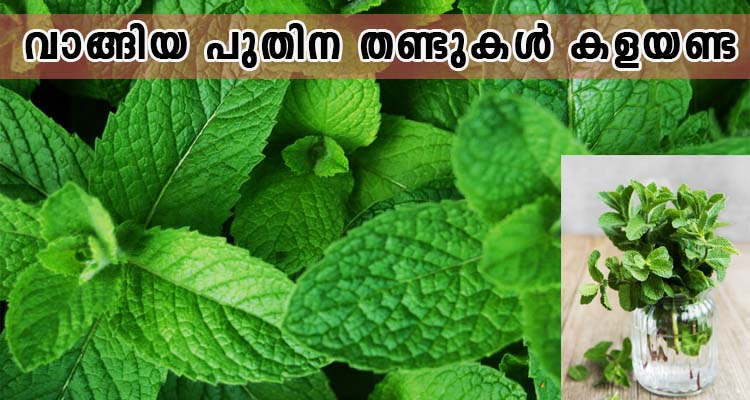 വാങ്ങിയ പുതിന തണ്ടുകൾ കളയണ്ട