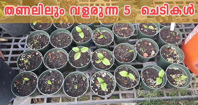 തണലിലും വളരുന്ന 5  ചെടികൾ