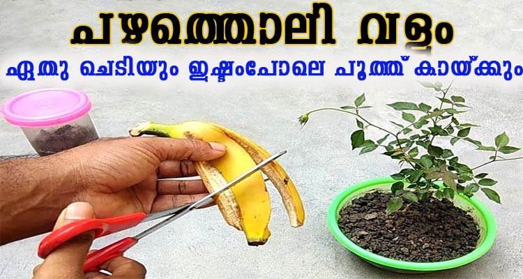 രാസവളം ആയ പൊട്ടാഷിന്റെ ജൈവ രൂപം പഴത്തൊലി ഉപയോഗിച്ച് തയാറാക്കാം