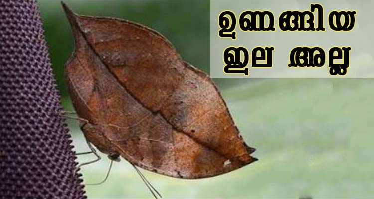 ഒന്തോക്കെ ഇതിനു മുൻപിൽ എന്ത് ?
