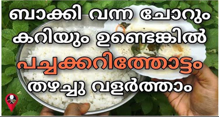വീട്ടിലെ വെയ്സ്റ്റുകൾ ഇനി വെറുതെ വലിച്ചെറിയേണ്ട
