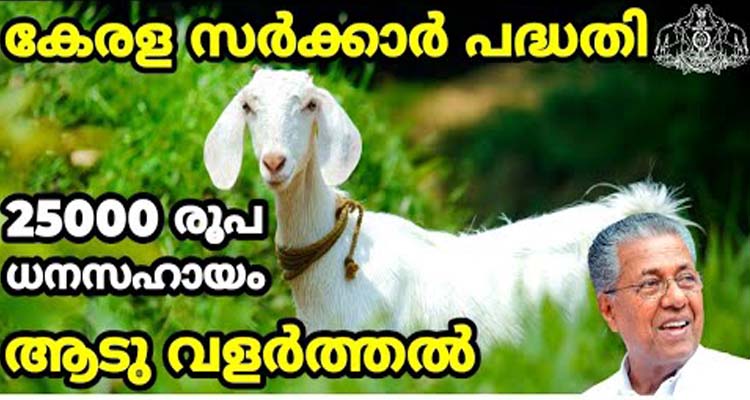ആട് വളർത്താൻ സർക്കാർ സഹായം 25000 രൂപ