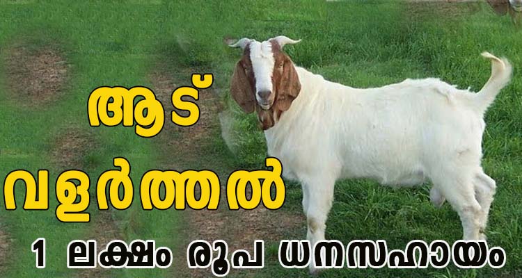 ആട് വളർത്തലിനു 1 ലക്ഷം രൂപ ധനസഹായം