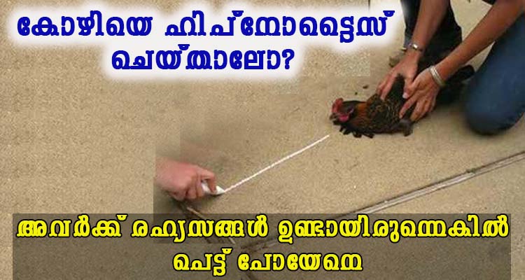 കോഴി ഇരുന്നിടത്ത് നിന്നും അനങ്ങില്ല നമ്മൾ പറയാതെ