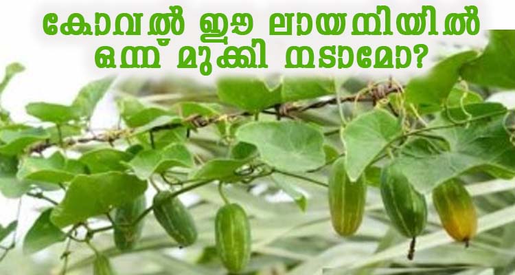 ഇലകളെ കാൽ കോവക്ക കായ്ക്കും ഇതിൽ ഒന്ന് മുക്കിയാൽ