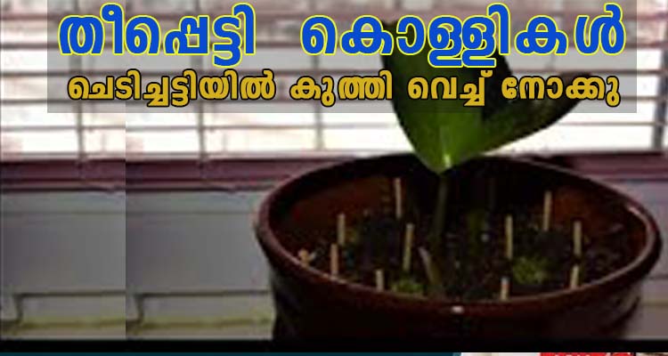 തീപ്പെട്ടി കൊള്ളികൾ കൊണ്ടൊരു കീടനാശിനി