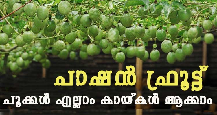 പാഷൻ ഫ്രൂട്ട് നന്നായി പൂക്കാനും കായ്ക്കാനും ചെയ്യേണ്ടത്