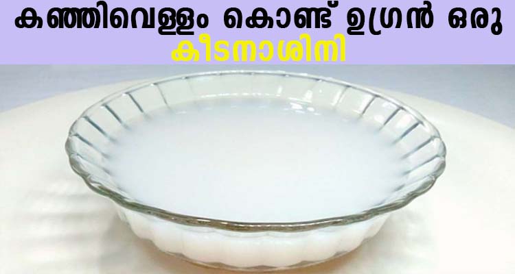 കഞ്ഞിവെള്ള കീടനാശിനി തയാറാക്കാം