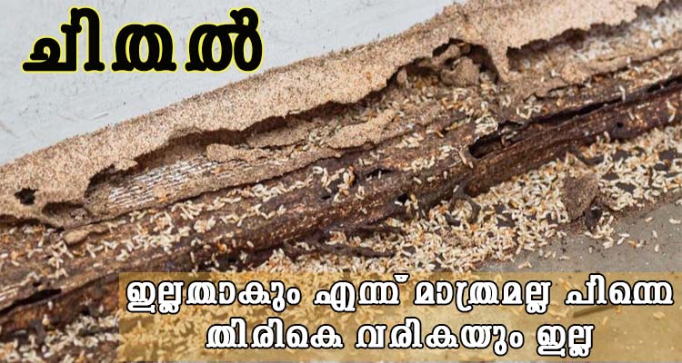 ചിതൽ ശല്യം ഒഴിവാക്കാൻ
