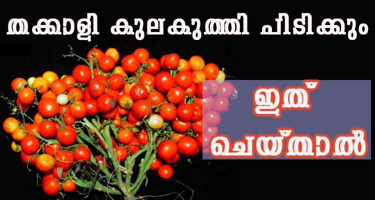 തക്കാളി ചെടിയിൽ ഇലകളെ കാൽ കായ്കൾ കാണും ഇത് ചെയ്താൽ