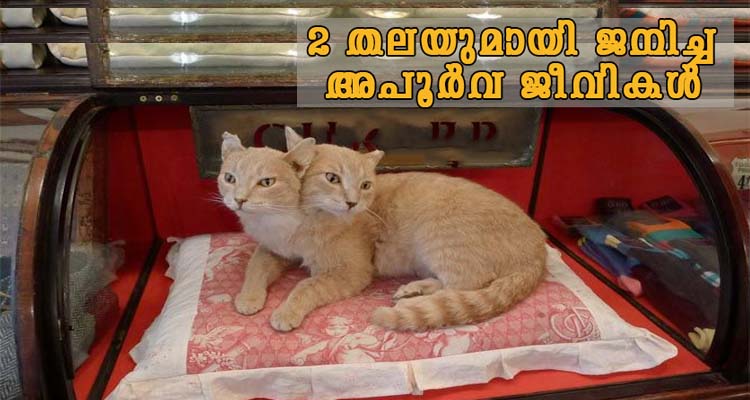 2 തലയുള്ള വ്യത്യസ്ത ജീവികൾ