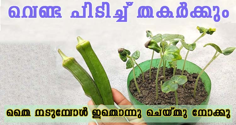 വെണ്ടയുടെ തൈ നടുമ്പോൾ ഇതൊന്നു ചെയ്തു നോക്കു