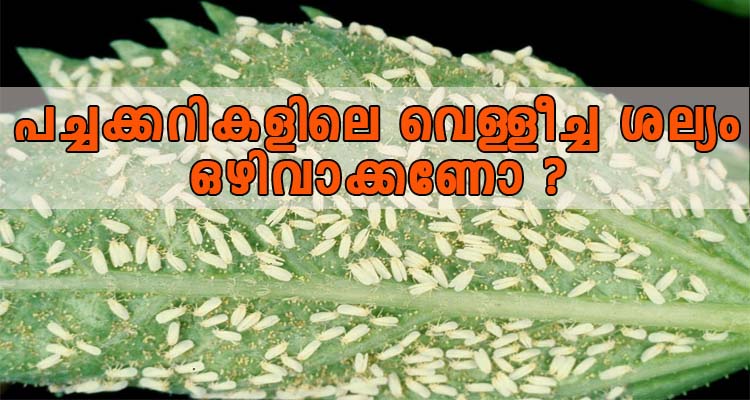 പച്ചക്കറികളിലെ വെള്ളീച്ച ശല്യം ഒഴിവാക്കാണോ