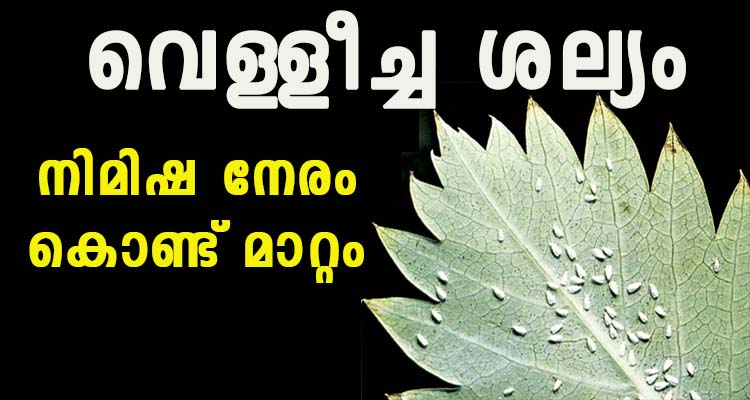 ചെടികളിലെ വെള്ളീച്ച ശല്യം മാറ്റാൻ കിടിലൻ ടിപ്പ്