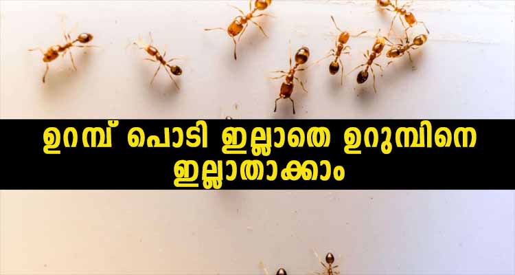 കൃഷിയിൽ വരെ ഉപയോഗിക്കാൻ സാധിക്കുന്ന പ്രകൃതിദത്ത മാർഗം