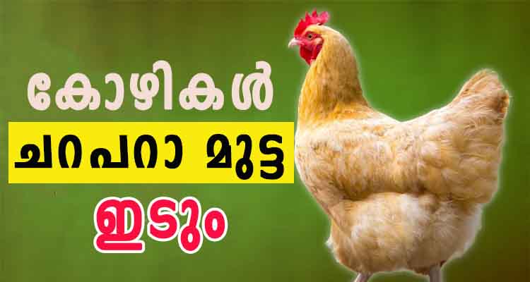 ഈ ഒരു  ഇല  കൊടുത്താൽ മാത്രം മതി