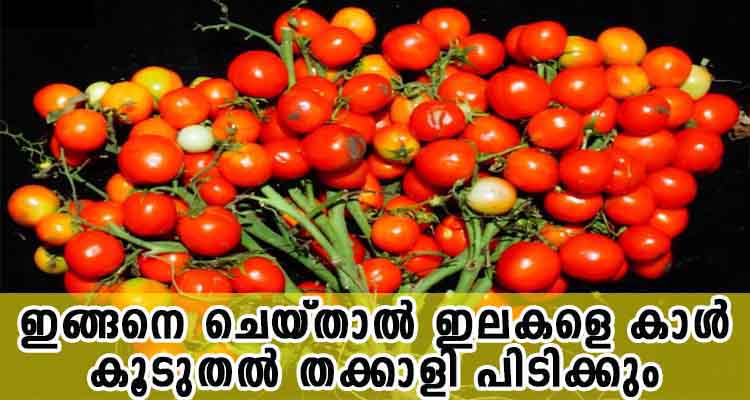 തക്കാളി കുലകുത്തി പിടിക്കും,ഇത് ചെയ്‌താൽ