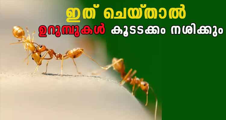 കഞ്ഞിവെള്ളത്തിൽ അൽപ്പം ഇത് കൂടി ഇട്ട ശേഷം ഉറുമ്പിൻ കൂട്ടിൽ