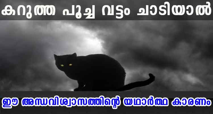 കറുത്ത പൂച്ച വട്ടം ചാടിയാൽ യാത്രക്ക് ആ ദിവസം കൊള്ളില്ല എന്ന് പറയുന്നതിന്റെ യഥാർത്ഥ കാരണം