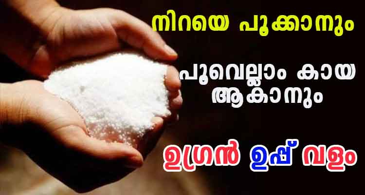 നന്നായി വളപ്രയോഗം നടത്തിയിട്ടും കൃഷിയിൽ നല്ല വിളവ് ലഭിക്കുന്നില്ല എന്ന പരാതി ഉള്ളവർ ഇതൊന്നു ചെയ്തു നോക്കു