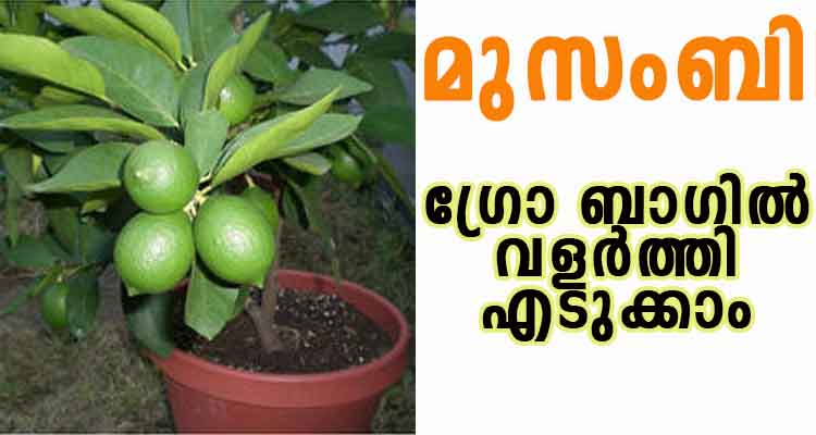 മുസംബി ഗ്രോ ബാഗിൽ വളർത്തി എടുക്കാം