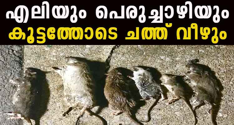 എലികളും പെരുച്ചാഴികളും പൂർണമായും ഇല്ലാതാകും