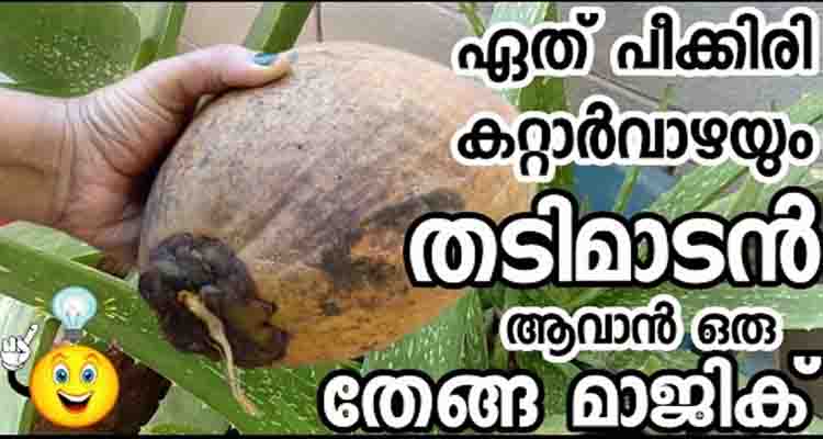 ഏതു കറ്റാര്വാഴയും തഴച്ചു വളർന്നു താടിയുള്ള ഇലകൾ ആകും തേങ്ങ ഉപയോഗിച്ച് ഇങ്ങനെ ചെയ്‌താൽ
