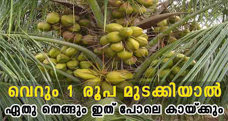 വെറും 1 രൂപ മുടക്കിയാൽ ഏതു തെങ്ങും ഇത് പോലെ കായ്ക്കും