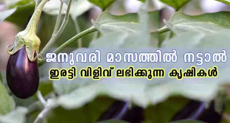 ജനുവരി മാസത്തിൽ നട്ടാൽ ഇരട്ടി വിളിവ് ലഭിക്കുന്ന കൃഷികൾ ഇവയാണ്