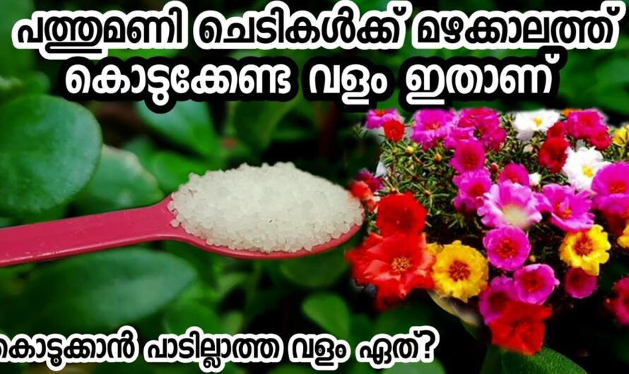 പത്തുമണി ചെടിയുടെ മഴക്കാല പരിചരണം