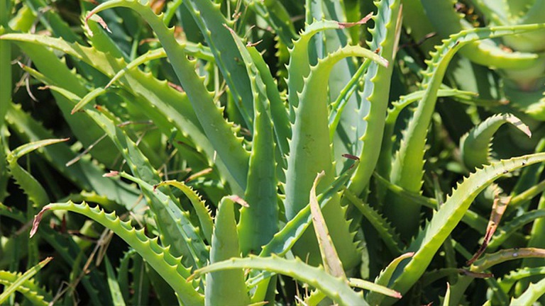 കറ്റാർവാഴ മിടുക്കനായി വളരാൻ ഒരു ചാക്ക് സൂത്രം.