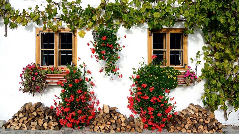 മുറ്റം നിറയെ പൂക്കൾ നിറയാൻ ഒരു അത്ഭുത ടോണിക്ക്