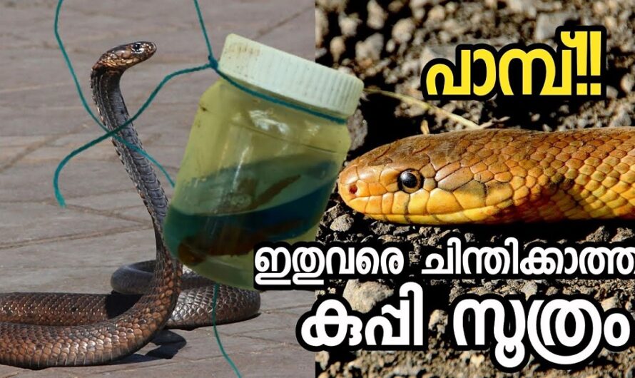 ഒരു കുപ്പി സൂത്രം ചെയ്താൽ പിന്നെ പാമ്പ് പരിസരത്ത് അടുക്കില്ല.