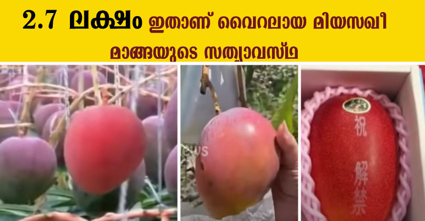 സോഷ്യൽ മീഡിയയിൽ താരമായ മിയസഖീ മാങ്ങയുടെ സത്യാവസ്ഥ ഇതാണ്