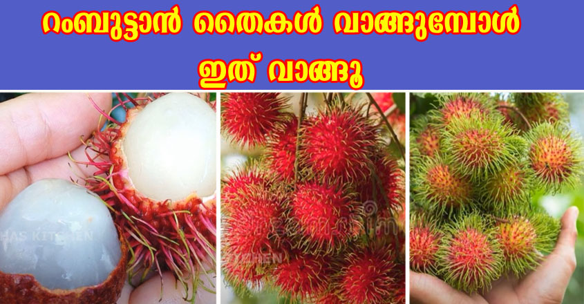 റംബുട്ടാൻ പെട്ടന്ന് കായ്ക്കാനായി ചെയ്യേണ്ട മാർഗ്ഗങ്ങൾ