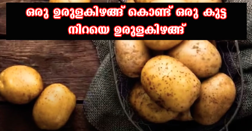 ഒരു ഉരുളകിഴങ്ങ് നട്ടാൽ ഒരു കുട്ട ഉരുളകിഴങ്ങ് വിളവെടുക്കാം