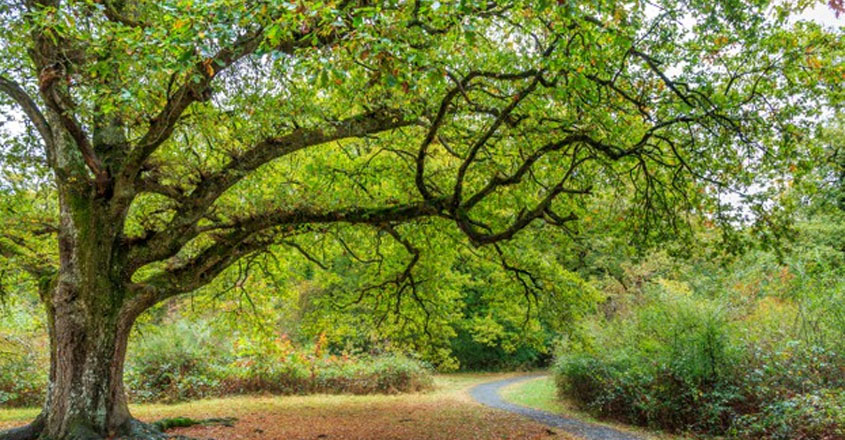 അപകടകരമായ വിധത്തിൽ അയൽ വൃക്ഷങ്ങൾ വളരുമ്പോൾ സ്വീകരിക്കേണ്ട മാർഗ്ഗങ്ങൾ