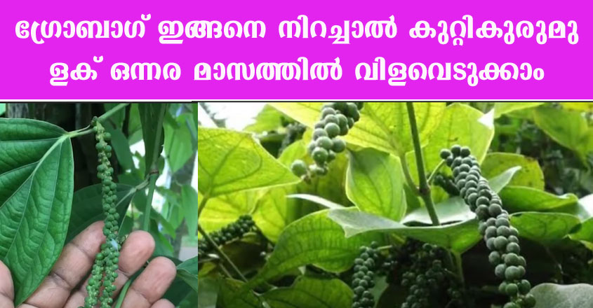 ഇതുപോലെയാണ് ഗ്രോ ബാഗ് നിറക്കുന്നത് എങ്കിൽ ഒന്നര മാസം കൊണ്ട് കുറ്റികുരുമുളക് വിളവെടുക്കാം.