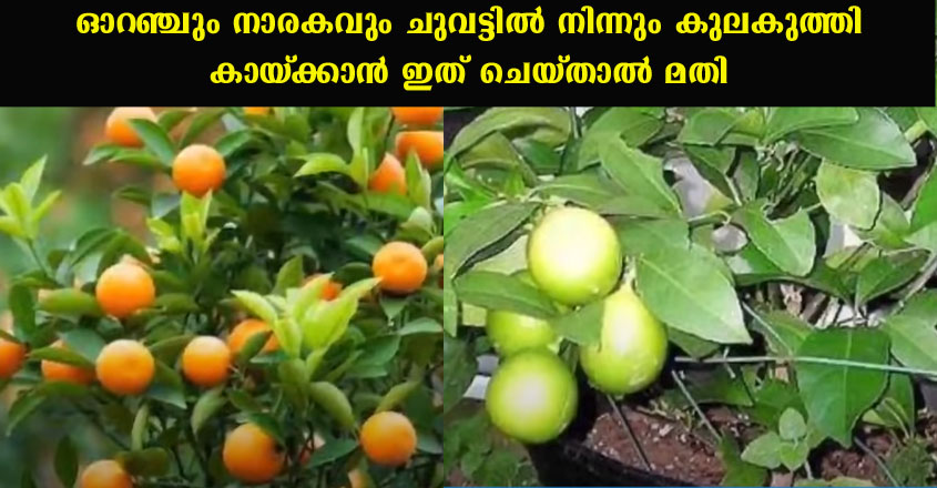 നാരകവും ഓറഞ്ചും ചുവട്ടിൽ നിന്നും കായ്ക്കാനായി ഇതൊന്നു ചെയ്തുനോക്കൂ.