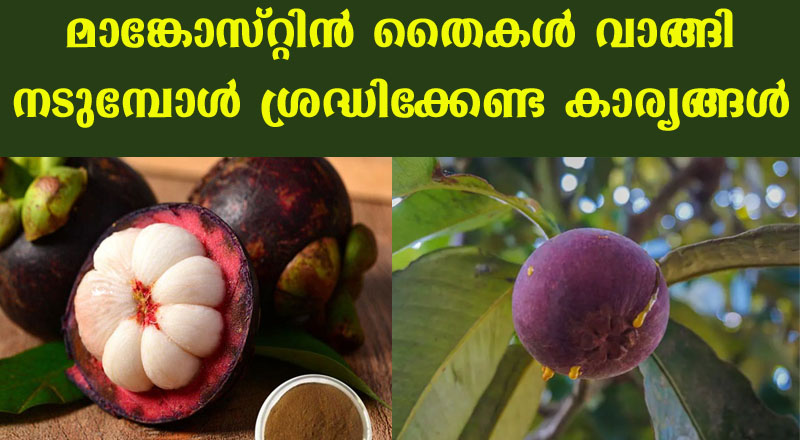 മാങ്കോസ്റ്റിൻ തയ്‌കൾ ഇങ്ങനെ നടുകയാണ് എങ്കിൽ പത്തിരട്ടി വിളവ് തരും