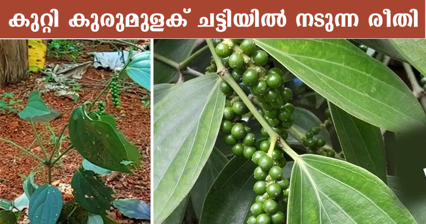 ഇനി ഫ്ലാറ്റിൽ താമസിക്കുന്നവർക്കും കുറ്റികുരുമുളക് നട്ട് വളർത്താം