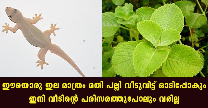 പല്ലിയെ തുരത്താം വളരെ എളുപ്പത്തിൽ തന്നെ ഈയൊരു ഇല മാത്രം മതി