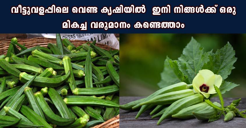 വെണ്ട  ഇങ്ങനെ കൃഷി ചെയ്‌താൽ കുട്ടകണക്കിൽ വിളവ് കിട്ടും