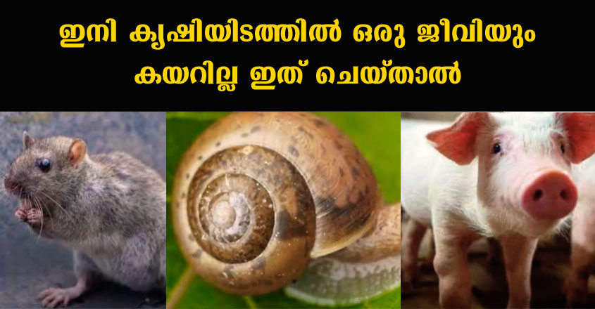 കൃഷിയിടത്തിൽ ഇനി പന്നിയും, പെരുച്ചാഴിയും, കുരങ്ങുമൊന്നും വരികയേയില്ല, ഇതൊന്നു വീഴ്ത്തിയാൽ മതിയാകും.