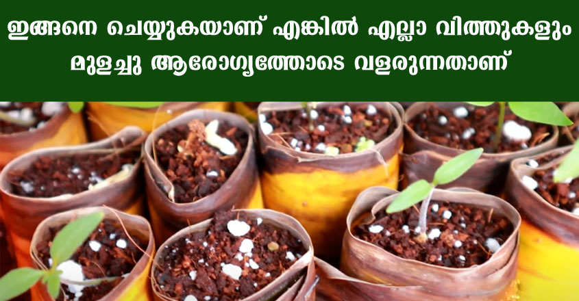 ഇങ്ങനെ ചെയ്യുകയാണ് എങ്കിൽ എല്ലാ വിത്തുകളും മുളച്ചു ആരോഗ്യത്തോടെ വളരുന്നതാണ്.