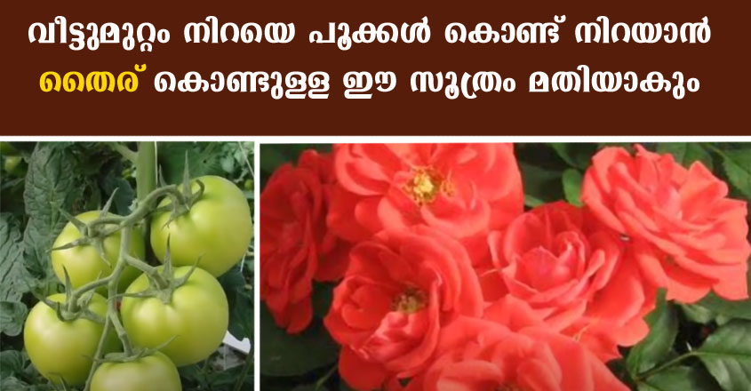 ചെടികൾക്കും പച്ചക്കറികൾക്കും ഉണ്ടാകുന്ന കീടബാധ ഇല്ലായ്മ ചെയ്യാൻ തൈര് കൊണ്ടൊരു പ്രയോഗം